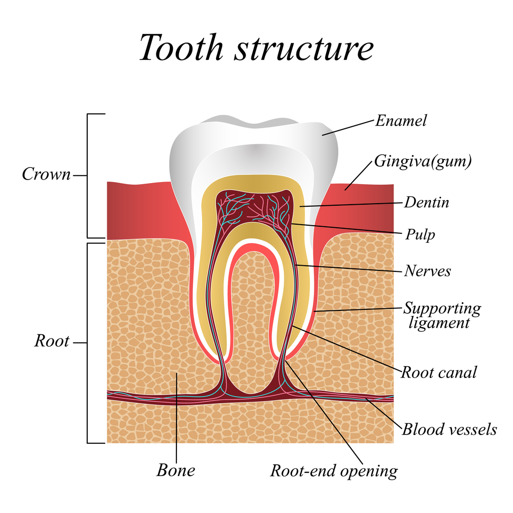 Root-Canal-Procedure-South-Hill-WA